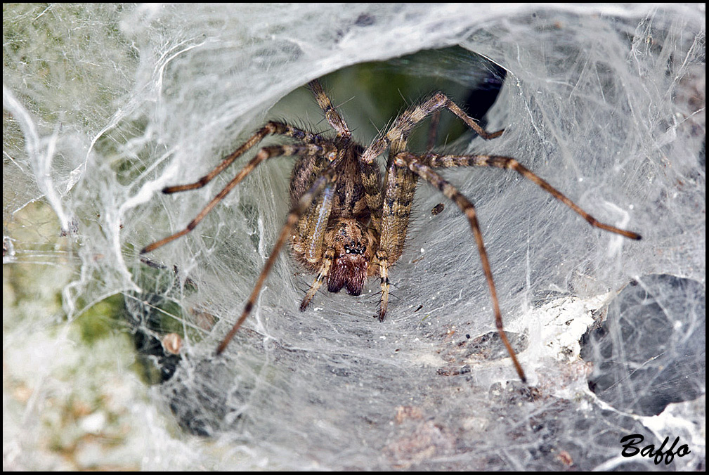 Agelenidae cf. Malthonica sp.